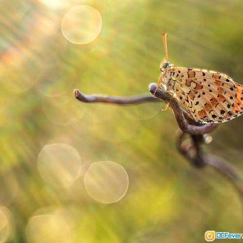 Meyer Gorlitz Trioplan 50/2.9 (改A7) 罕有戰前冇 Optik 版    最近對焦0.2M  泡泡...