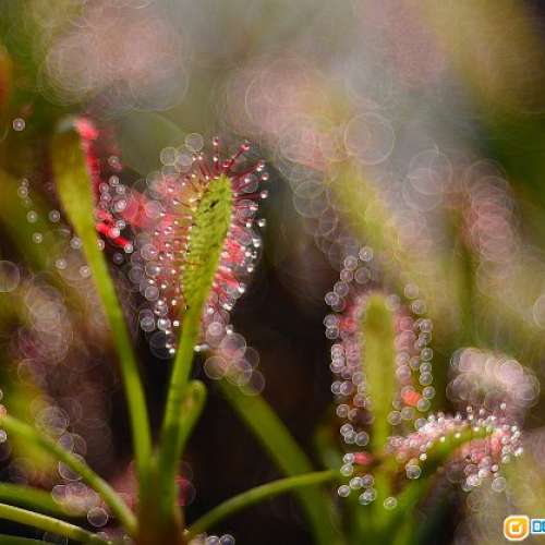 Meyer Gorlitz Trioplan 50/2.9 (改A7) 罕有戰前冇 Optik 版    最近對焦0.2M  泡泡...