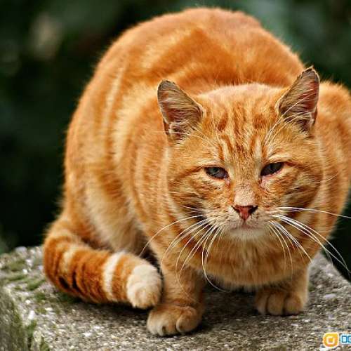 Minolta AF 35-105mm f/3.5-4.5 細支方便    對焦準夾快   發色豐富     好評如潮 ...