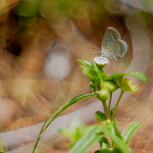 FOCA Oplarex 5cm(50mm) f/1.9 法國旁軸鏡改A7亦合M10 Z7 EOSr 媲美P.Angenieux 50...
