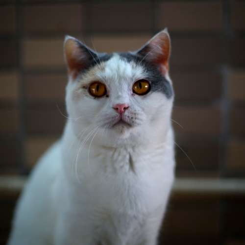 Pentax-M SMC 50mm F1.4 合 Sony A7/NEX/Fuji/EOS/Nikon機