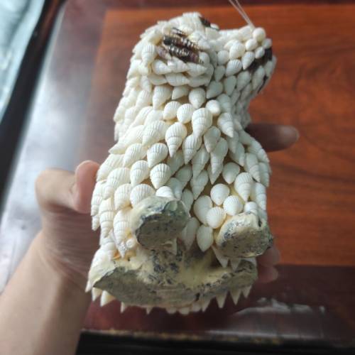 狗擺設（貝殼製造）