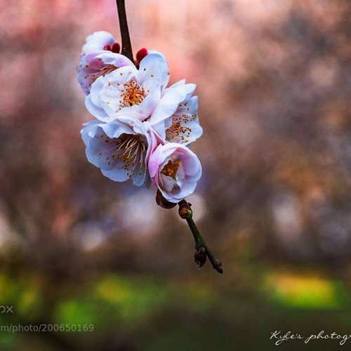 Olympus大43鏡頭三支14-45及14-54mm 附轉M43 AF接環，啱OM-D E-M1，PEN E-PL9