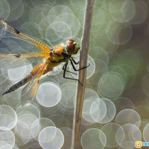 Meyer Gorlitz Trioplan 50/2.9(EXA)罕有戰前(1945)冇Optik版公認泡泡最豐富，圈中...