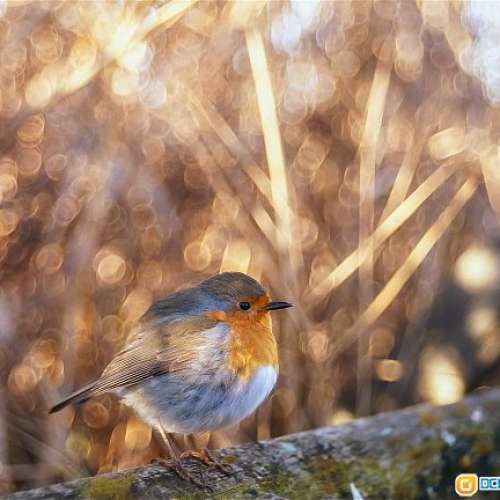 Meyer Gorlitz Trioplan 50/2.9(EXA)罕有戰前(1945)冇Optik版公認泡泡最豐富，圈中...