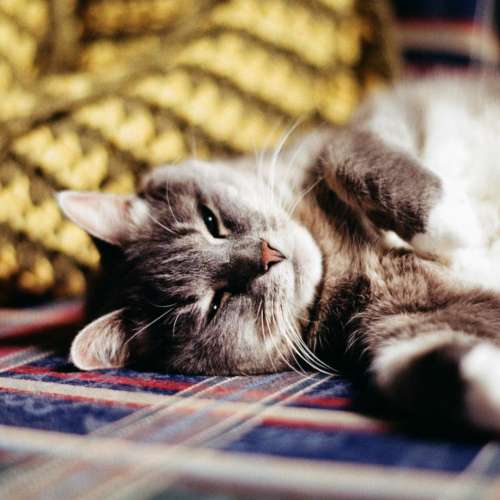 Minolta MC ROKKOR-PF 55mm f/1.9 散景漂亮，高解像力，大光圈標準鏡 A7 Z7 EOSR L...