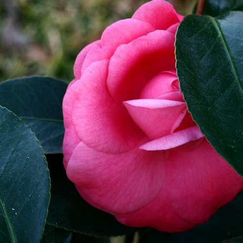 Minolta MC ROKKOR-PF 55mm f/1.9 散景漂亮，高解像力，大光圈標準鏡 A7 Z7 EOSR L...