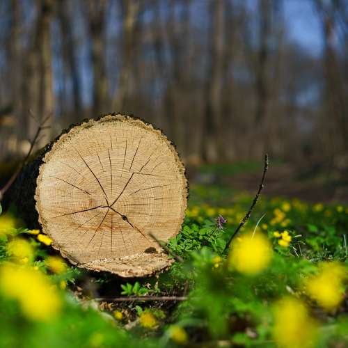 Minolta MC ROKKOR-PF 55mm f/1.9 散景漂亮，高解像力，大光圈標準鏡 A7 Z7 EOSR L...