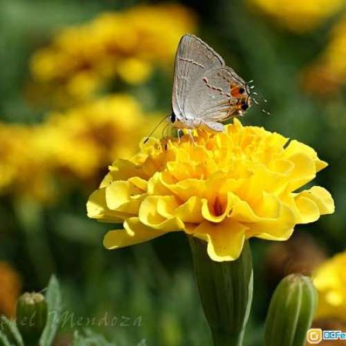 Minolta AF 50/1.7(鏡片95新)對焦準夾快，發色漂亮柔潤，全開極銳，啱A7系及SONY單反