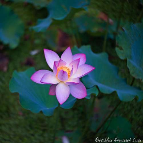 Roeschlein Kreuznach Luxon 50/2    Hugo Meyer Primoplan 的相同光學師制作   改A7