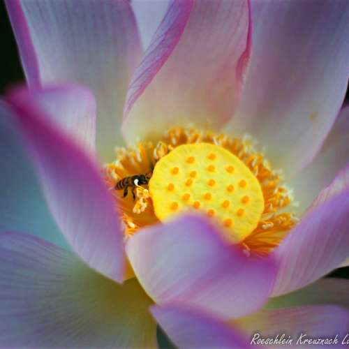 Roeschlein Kreuznach Luxon 50/2    Hugo Meyer Primoplan 的相同光學師制作   改A7