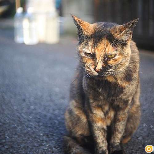 Rodenstock Heligon 25mm f/1.5 (改M43) Arriflex接口 真正16mm電影鏡頭     拍出電...