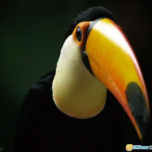 Olympus E300 E-300同 Leica M8一樣用柯達CCD 新淨 冇暗病 性能完美 即買即用 易映靚...