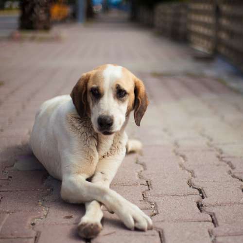 Pentax-M SMC 50/1.4 日系1.4鏡中最正，發色濃厚油潤，成像立體，散景層次豐富 SON...