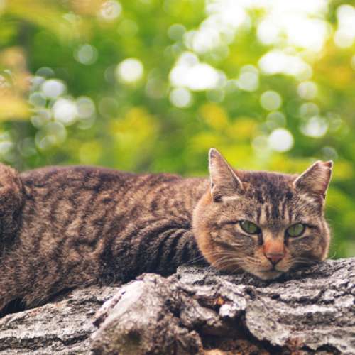 Nippon Kogaku Nikkor-Q Auto (Sonnar) 13.5cm f3.5 (收藏實用均合)利+色水濃 SONY ...