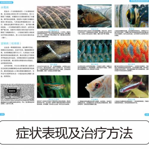 世界热带鱼图鉴   700种热带鱼饲养与鉴赏图典