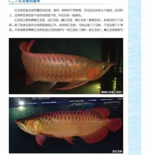 龍魚飼養圖鑑 金龍 銀龍 適用