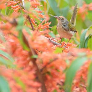 新淨少有TAMRON SP 70-210mm F3.5-4(Model 52A) CF Tele-Macro Super Zoom.微距1:2