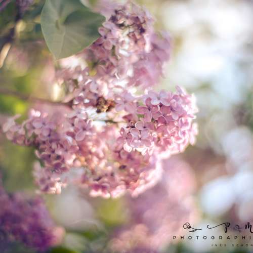 COSINA COSINON-S 50mm f1.4(M42)大光圈夢幻式散景映女神鏡