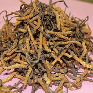 香港冬蟲夏草回收公司，高價收購蟲草燕窩花膠鮑魚海參