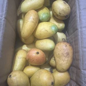 芒果。台灣台農芒果