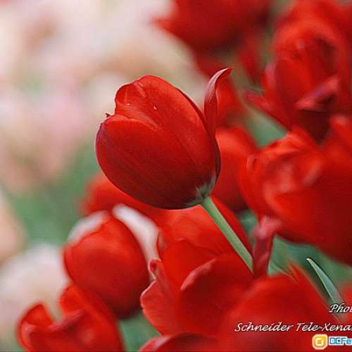 Schneider-Kreuznach Tele-Xenar 135/3.5魚腸劍(改Nikon)色靚銳利散景迷人，映女神...