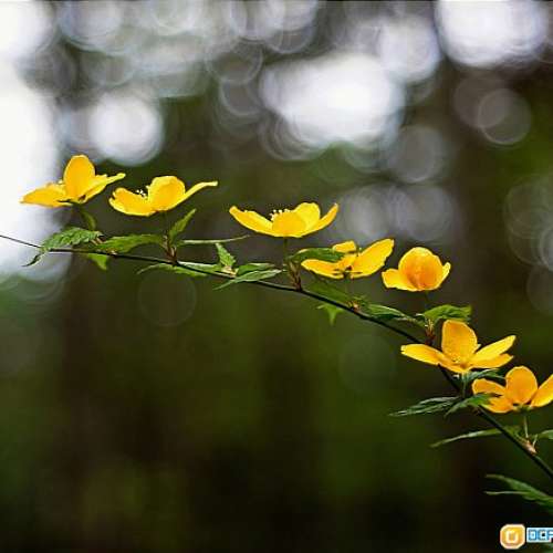 Canon 40mm f/1.9拆自一部名機 AF35ML(改A7及Leica M兩用)利，散景正，擅於處理高光...