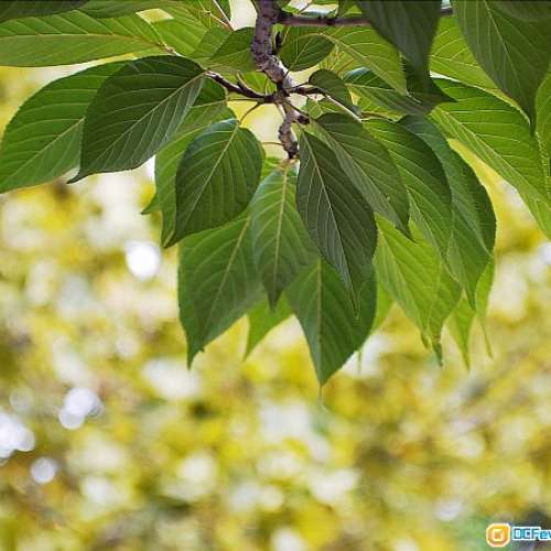 Dallmeyer Telephoto 3吋 f3.5全開驚人銳利，幾萬蚊大媽風格散景(英國制造電影鏡)...