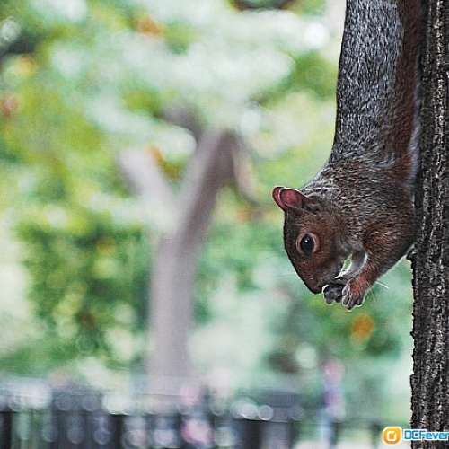 Dallmeyer Telephoto 3吋 f3.5全開驚人銳利，幾萬蚊大媽風格散景(英國制造電影鏡)...