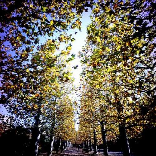 Hexagon 17mm 超廣角 F16(Leica M)連Viewfinder合 GXR M，M8，Epson R-D1，A7