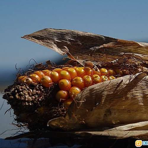 Pentacon Praktica 35-70mm f2.8-4 (BP)正宗德國大光圈變焦鏡，立體感强烈，色彩真...
