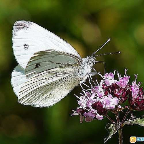 Leica ELMAR-C M 90/4 分辨率達150線對/mm，出相細緻又立體，散景層次豐富感覺超越4...