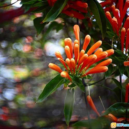 Dallmeyer Triple Anastigmat 3"/3.5(改Nikon)似SuperSix散景，畫質細膩，合A7富士