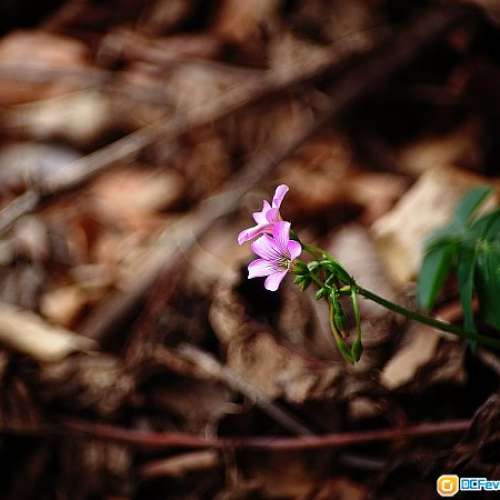 Dallmeyer Triple Anastigmat 3"/3.5(改Nikon)似SuperSix散景，畫質細膩，合A7富士