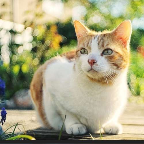 德國名牌 Beltica折疊小蛇腹，帶Meyer Optik Trioplan 50mm f2.9紅V 出名靚散景鏡頭...