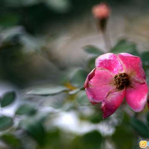 Wollensak Fastax Raptar 75mm f/2.5軍用版（改Nikon）35mm大電影鏡 發色濃厚 電影...