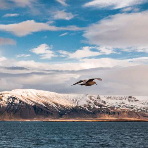 Panasonic Lumix G Vario 14-42mm f/3.5-5.6 Mega OIS內置高效防震(Olympus合用)