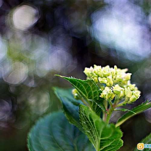 TOPCOR RE 5.8cm f/1.4 真正鳳凰瞳(改Nikon)  日系散景最靚...大光圈鏡皇  罕有玻璃...