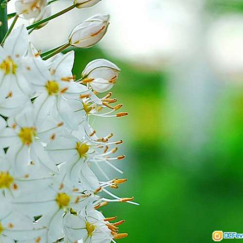 TOPCOR RE 5.8cm f/1.4 真正鳳凰瞳(改Nikon)  日系散景最靚...大光圈鏡皇  罕有玻璃...