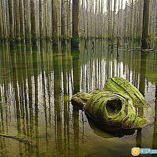 Olympus 9-18mm f/4-5.6(用於單反)色正銳利變形少，加MMF接環可用於無反機