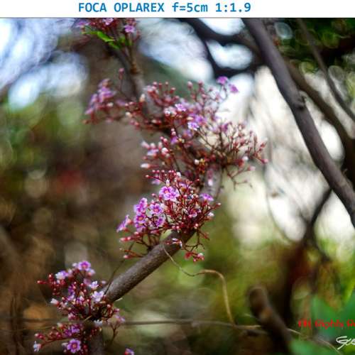 FOCA Oplarax 50mm (5cm) f/1.9 成像極似P.Angenieux  50/1.8 S1(改A7 )  M10 Z7 E...