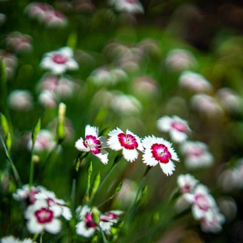 Minolta MD W.Rokkor 35mm f1.8特性不輸MC但又輕又細(95新)合富士GFX、Leica M10、...