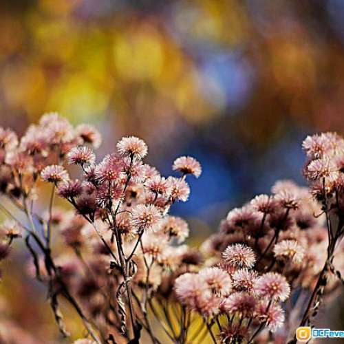 Kodak Cine Ektar 63mm F2.0(改A7)美國電影鏡，色濃銳利 散景超正，最近對焦為0.15...