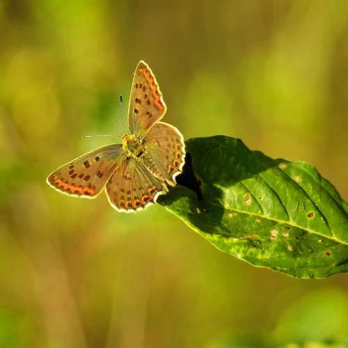 Sigma DL Zoom 35-80mm f/4-5.6(SA)合SD Quattro H 及SONY A7、Nikon Z、Canon EosR...