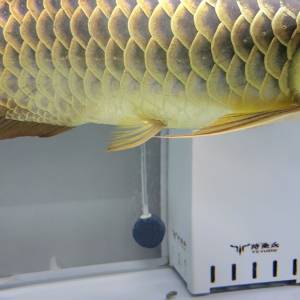 金龍魚