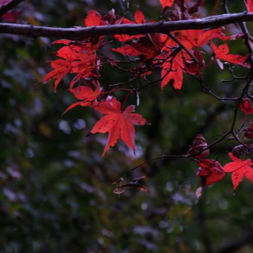 放FUJI XT1機身連原廠宜直到及兩支原廠NIKON AF及手動對焦及變焦鏡及一支副廠AF鏡再...