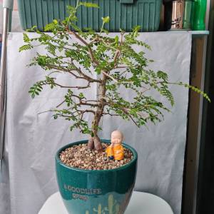 植物象足漆樹