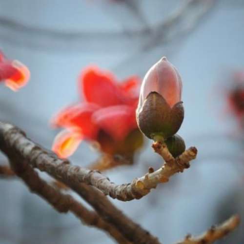 Minolta RF Rokkor 400mm f8 反射鏡