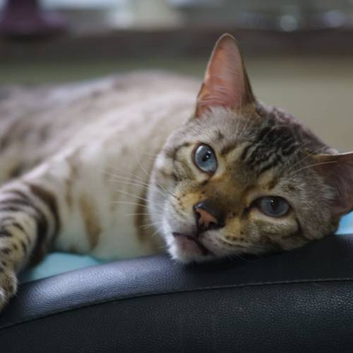 Nikon 200mm F4  Nikkor QC Non AI