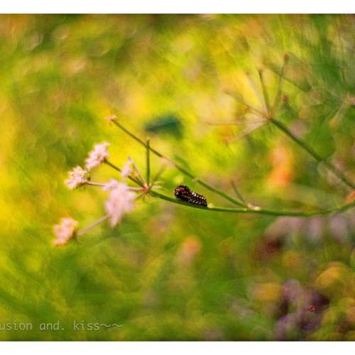 P.Angenieux 90/2.5 Y12 銀頭飛輪版 (ALPA)散景多變 魔幻效果合 A7 M10 Z7 EOS R